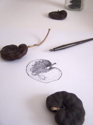 Pen and ink drawing, elephant ear tree pod Pen and ink drawing, elephant ear tree pod