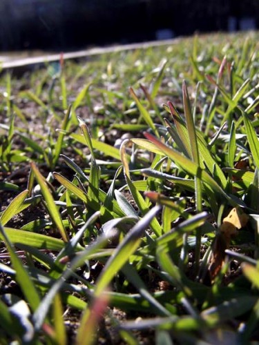 Winter Rye Winter Rye