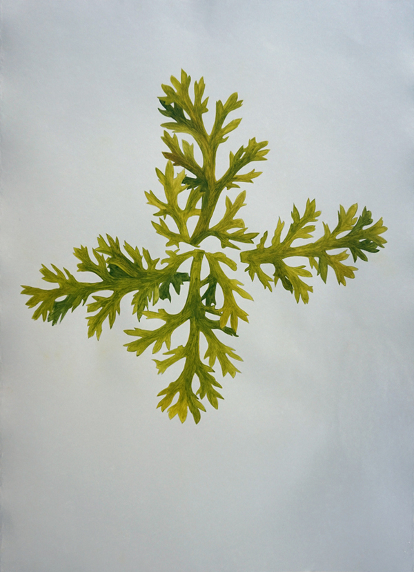 wax emulsion