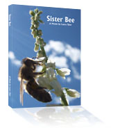 Sister Bee DVD