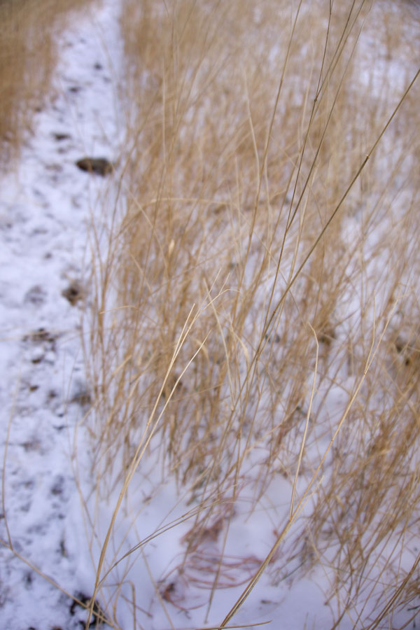 Grass and snow, Boulder, Colorado