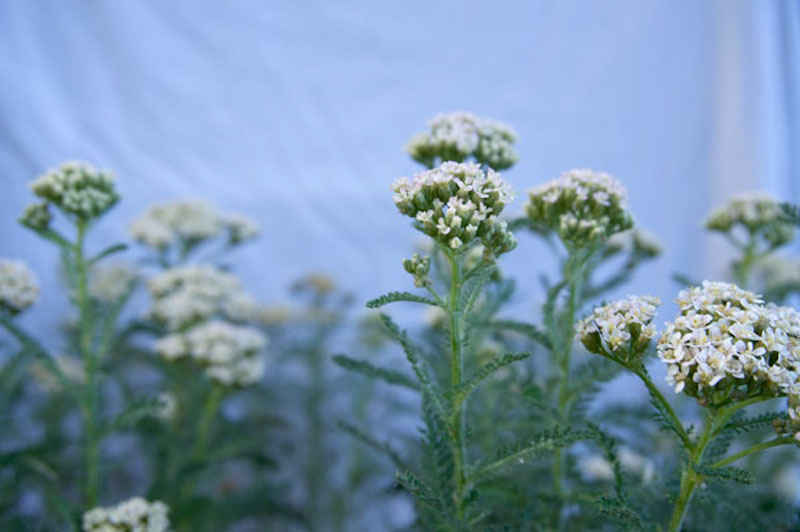 SummerYarrow2